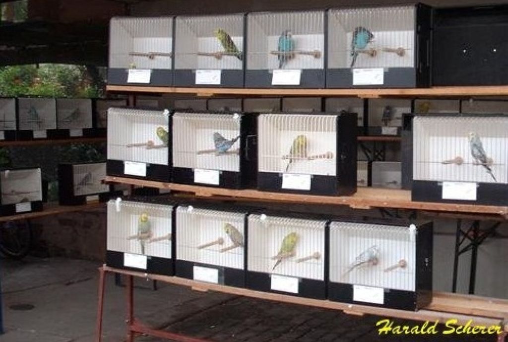 14. Jungvogel 012.jpg